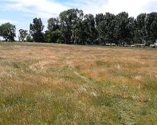 Alquiler 500 Ha de Cria Sobre la Ruta 11 Castelli