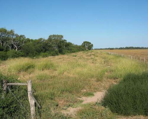 Campo en Venta, 519 Has. Bandera - Santiago del Estero.