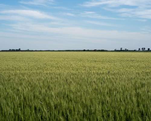 Venta de Campo en las Flores - 620 Ha