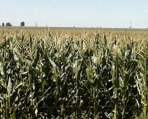 Campo Agrícola, Sobre Acuífero Dulce, Puan Prov BS AS