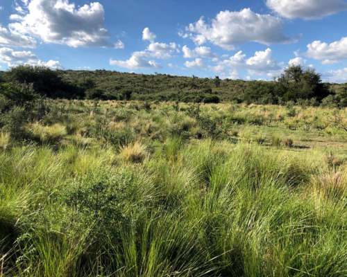 Campo Mixto de 417 Ha a 70 km de Merlo. Permuta.