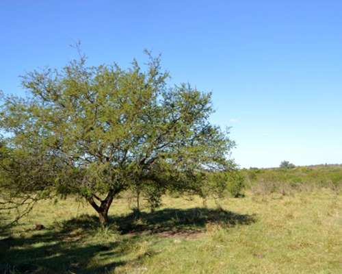 Campo de 30 HA. Sobre Ruta Prov. 39 (entre Ríos)
