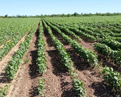 Campo Agricola 589 Has - Tres Isletas Chaco