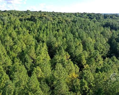Se Vende 60 Ha con Pino y Arroyo Misiones.