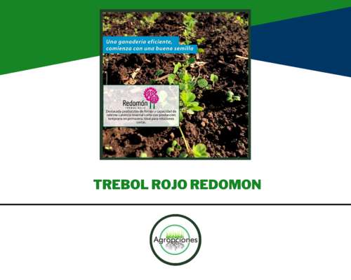 Semilla de Trebol Rojo Redomon - Criadero el Cencerro