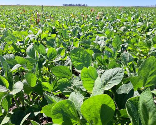 90 Ha Mixtas - los Quirquinchos - 64 Agricolas 26 Ganaderas