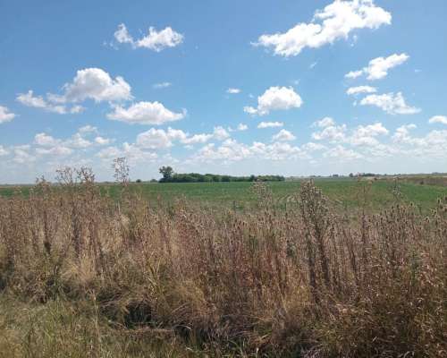 Campo 85 Ha en Basavilbaso 100 % Agrícola
