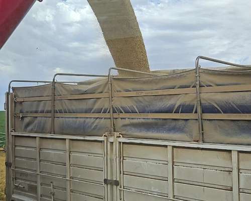 Busco Trabajo de Tractorista/senbrador/carrero