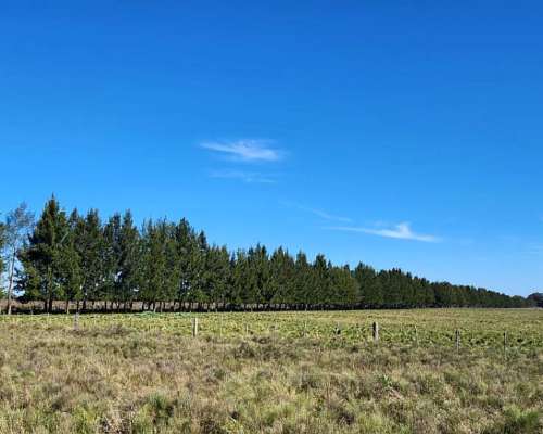 Brandsen -68 HA- Buenos Aires