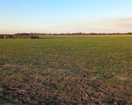 Campo Agricola 40 Hectáreas San Salvador Entre Rios