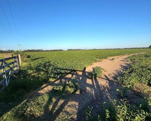 Campo Agrícola 70 Has San Pedro