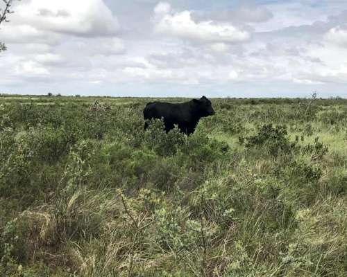 Casnem Inmobiliaria Vende Campo de 9630 HS. con Escritura