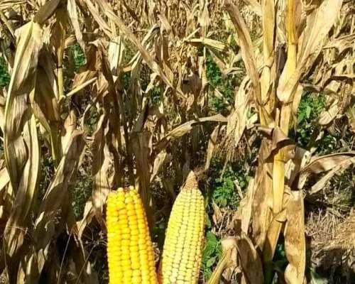 1480 Has Agricolas en Malbran Sobre Ripio