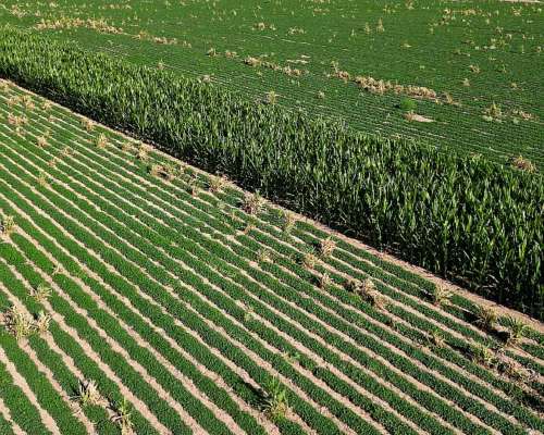 600 Ha Eduardo Castex