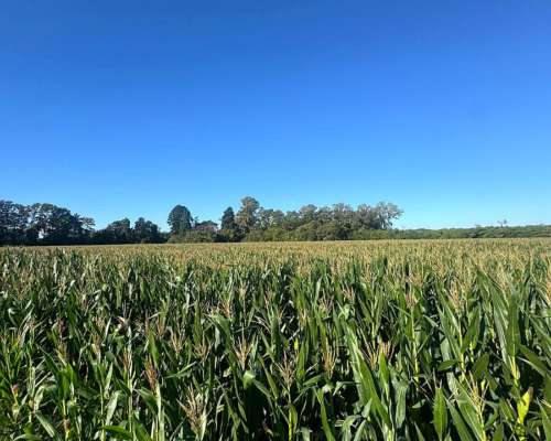 120 Hectáreas Agrícolas Baradero