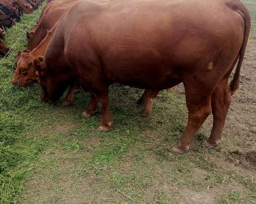 Toros Angus Mansos Disponibles