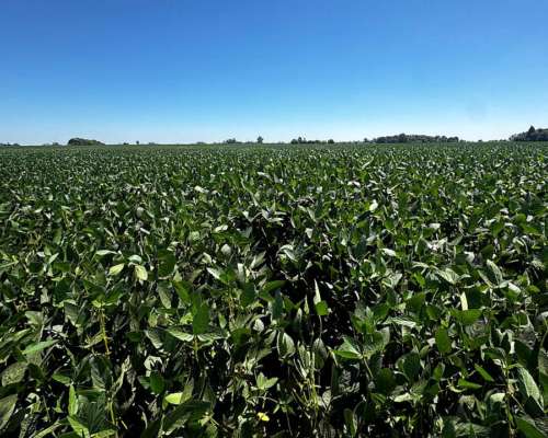 Campo Agrícola 163 Hectáreas Suelo Urquiza 1