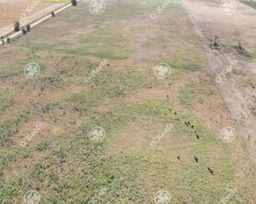 Campo en Venta 168 Has en Lobos . muy Buen Acceso