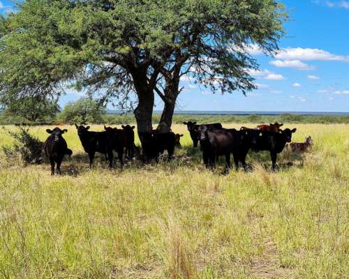 Vendo 1000 Ha en Chamaico