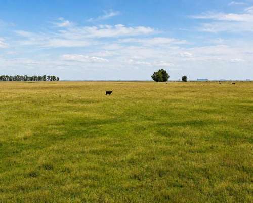 Martin Colman, Rauch, Buenos Aires - 550 Ha
