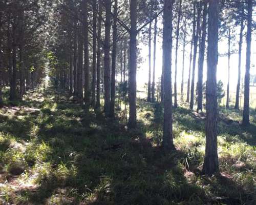 2000 Hectareas Frente a Ruta Nacional