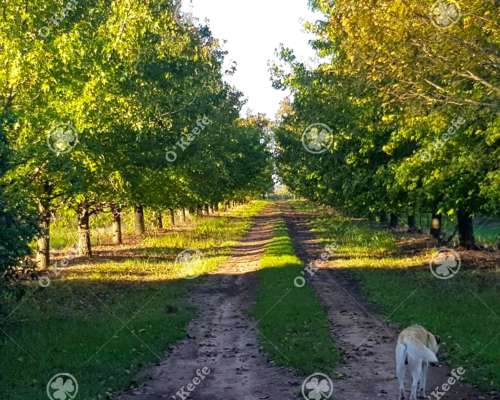 Chacra en Venta de 32 Has en San Pedro. Producción de Kiwi.