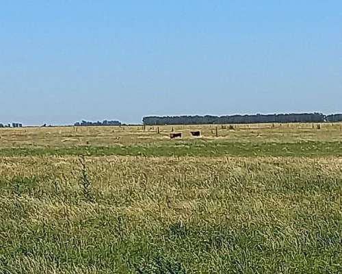 130 Has Ganaderas Gral Alvear, con Mejoras de Trabajo