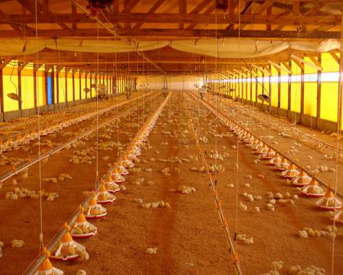 Comedero Automático Ivega para Galpones de Pollos