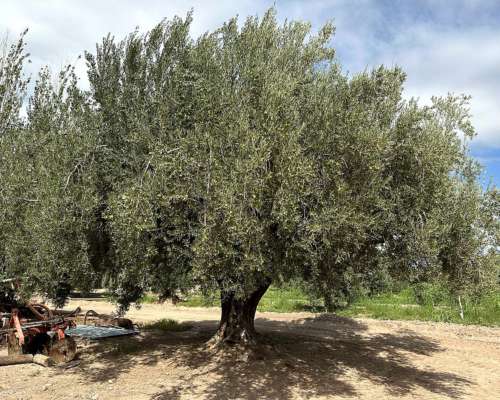 Finca en Venta 18.5has de Olivos, 3 de Mayo, Lavalle