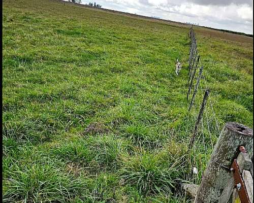 Campo Venta 800 Ha Gorchs