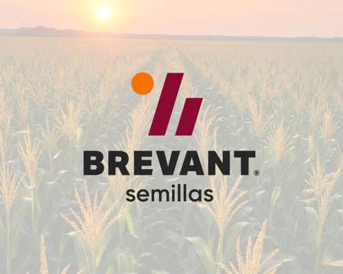 Semillas Brevant - BRV 8181 PWU