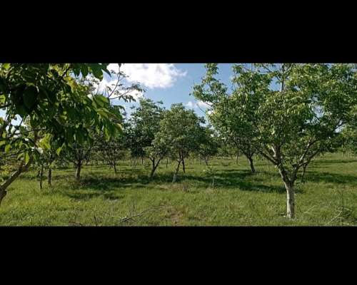 Campo Nogales Merlo San Luis