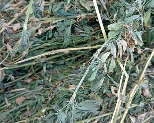 Rollos de Alfalfa 2026