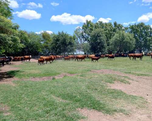 42 Has de Campo Mixto para Cultivar el 95 %- Oportunidad