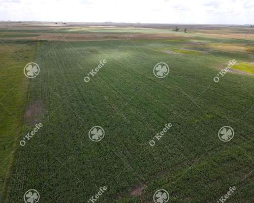 Campo en Venta de 300 Has en Pila