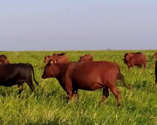 Campo Mixto en Pergamino