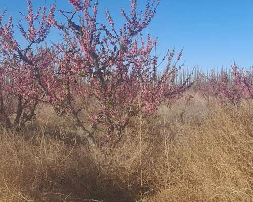 Vendo Finca en San Rafael