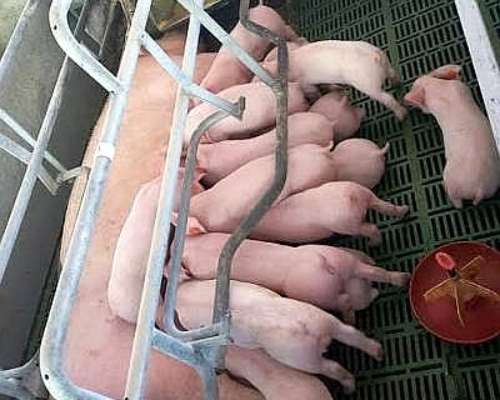 Cerdas Topig Preñadas Liquido