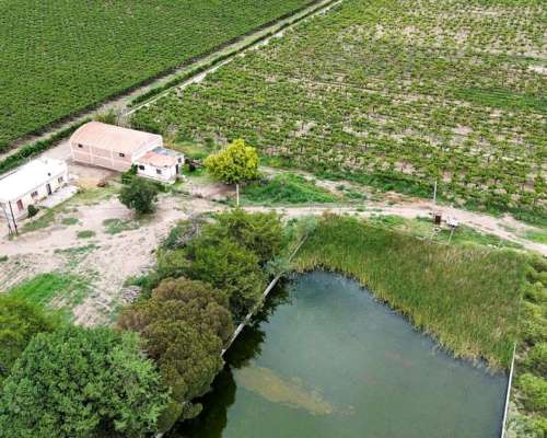 Finca de 25 Ha Chapanay, San Martin Mendoza