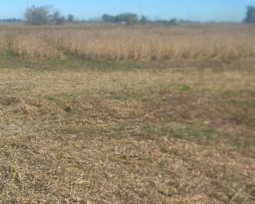 Alquilo Campo 82 Ha en Villars- Gral las Heras