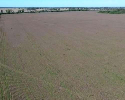 Campo Agrícola Tororal Córdoba