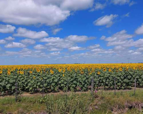2000 Hectáres en Venta,campo Mixto 70% Agricola,30% Ganadero