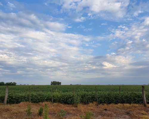 8.900 Has en Pehuajo Ganaderas MAS Agric. Unicas.
