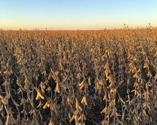 Vendo 1200 Has en Curupaity