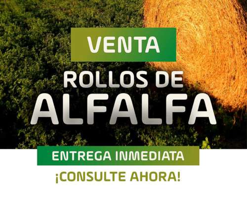 Venta Rollos Alfalfa Pura