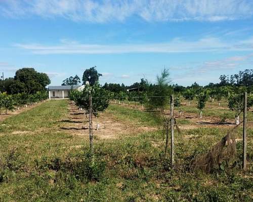 Campo y Casa en Venta, y Plantación de Limones. Bella Vista
