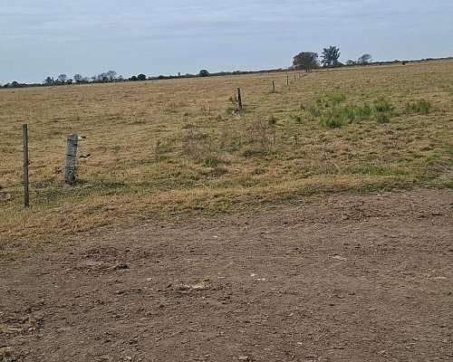 Se Alquilan 48 Ha Agrícolas en Humberto