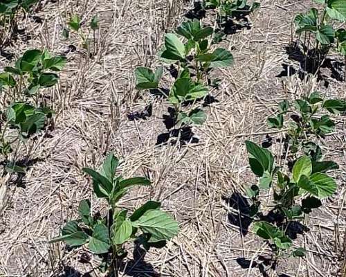 Campo 27 Ha Rosario del Tala Soja Trigo Sorgo