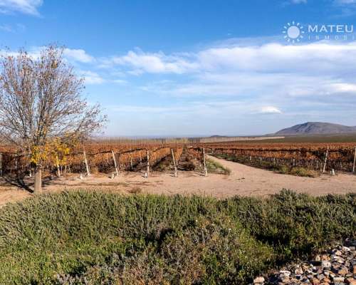 104 Has. Finca con Viñedos en el Cepillo, Mendoza