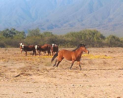 Campo Agricola Ganadero Ferlot en Catamarca